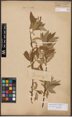 Salix burjatica Nasarow